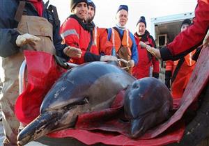  انتحار جماعي للدلافين.. والسبب غريب