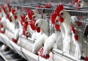 أسواق الدواجن تواجه أزمة عالمية بسبب "المضادات الحيوية"