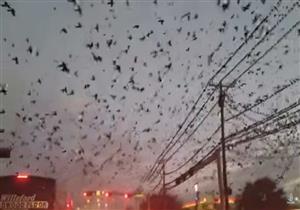فيديو.. مدينة أمريكية تعيش ليلة مرعبة بسبب هجوم الطيور السوداء