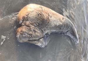 وحش بحري غامض يثير الرعب على شواطئ أستراليا