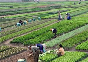 تدريب 100 مزارع في الوادي الجديد على تلقيح النخيل