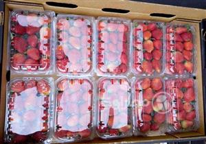 بالصور- مزارعو الفراولة بالبحيرة: سعداء بوعد السعودية فك الحظر.. ويحذرون من "إسرائيل"