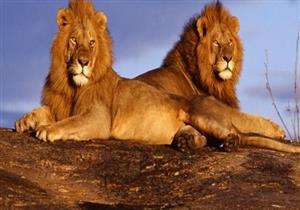 تزايد عدد الأسود شمال غرب الهند