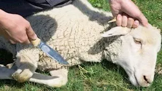 ما حكم العقيقة للولد بخروف واحد وتأجيل الآخر حتى يتيسر الحال؟.. الإفتاء توضح