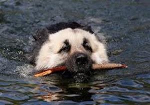 بالفيديو: كلب يعود إلى موطنه على متن طائرة خاصة