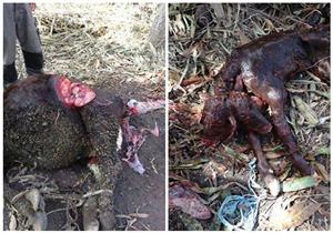 بقرة برأسين في الدقهلية