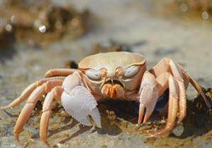  بالفيديو- معركة بين سرطان بحر مُسلح وطاهي بالسكين