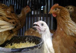 عقب ظهور بؤرة مصابة بأنفلونزا الطيور.. لجان تحصين تجوب قرى المنوفية 