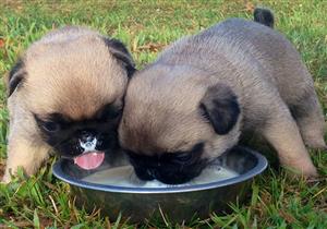 بالفيديو.. 6 كلاب يستمتعون بشرب الحليب بطريقة المروحة