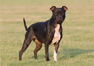 كلب العائلة يأكل طفلا بوحشية.. والشرطة تحذر