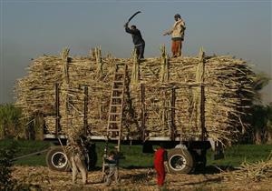 الثلاثاء.. بدء شحن محصول قصب السكر في المنيا 