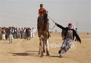 في صحراء بلبيس.. 17 مشهدًا من سباق خير جِمال مصر (قصة مصورة)