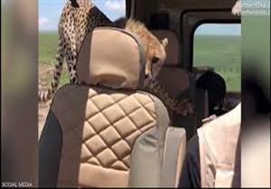 بالفيديو-اقتحام فهدين لسيارة سائح أمريكي