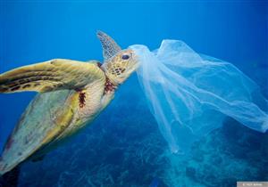 هكذا أصبح البلاستيك "طعام الحيوانات البحرية