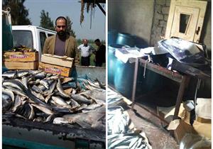 بالصور.. ضبط 1300 كيلو رنجة مجهولة المصدر بمصنع غير مرخص في البحيرة
