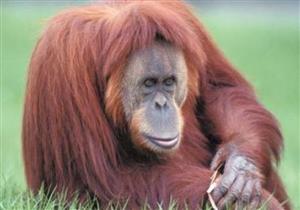 حديقة حيوان في إندونيسيا تسعى للقبض على زائر قدم سيجارة لإنسان الغاب