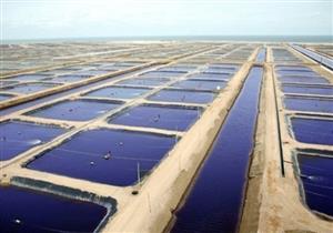 سمير فرج: بركة "غليون" حافظت على عدم ارتفاع أسعار السمك