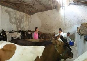 بالصور- انطلاق الحملة القومية لتحصين الماشية ضد "الحمى القلاعية" في بورسعيد