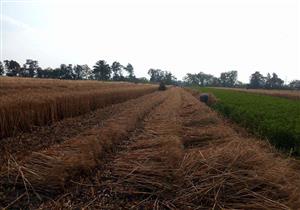 بدء موسم حصاد القمح في المنوفية