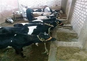 "صفر إصابات".. "الزراعة" تعلن السيطرة على مرض الحمى القلاعية في مصر