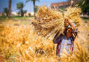 رئيس اتحاد الفلاحين بالمنوفية: سعر توريد القمح "غير عادل"