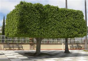 "مضرة بالبيئة".. عضو الشيوخ: ننتظر قرار بإيقاف زراعة أشجار "الفيكس"