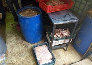 بالصور.. ضبط طن وربع دواجن مجهولة المصدر داخل مجزر بحلوان