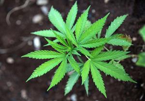 32 ولاية أمريكية تقنن الحشيش