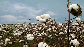 الجريدة الرسمية تنشر ضوابط جديدة لإنتاج تقاوي القطن المصري