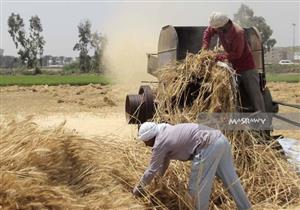 توريد 1265 طن قمح إلى شون وصوامع الأقصر
