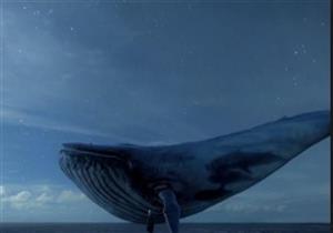 دراسة: "الحوت الأزرق" مهدد بالانقراض.. والأبقار ستعيش لقرون