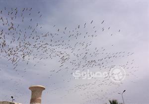 بالصور.. أسراب اللقلق تغطي سماء "الطور" بجنوب سيناء في رحلتها إلى أوروبا