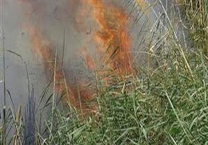 "عُقب سيجارة" يحرق محصول 16 قيراط قمح في المنيا