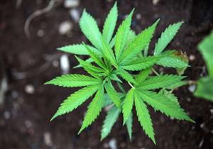 إجازة دواء مشتق "الماريجوانا" لعلاج الصرع 