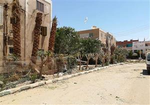 أسراب "أبوقردان" تهاجم الأحياء السكنية بالوادي الجديد (صور)