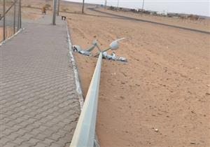 عمود إنارة قتل ماشيته.. مواطن يحرر محضرا ضد شركة كهرباء القليوبية