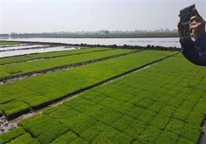 تجربة جديدة لزراعة الأرز غير المستهلك للمياه في الوادي الجديد