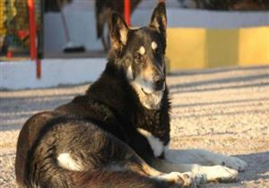 ظل 11 عاما حتى نفق.. كلب يرفض مفارقة قبر صاحبه