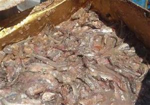 طوارئ في الجيزة استعدادًا لـ"شم النسيم".. وضبط 16 طن فسيخ فاسد