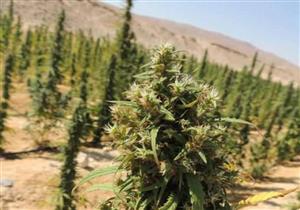 ضبط نصف قيراط مزروع بنبات البانجو في سوهاج 