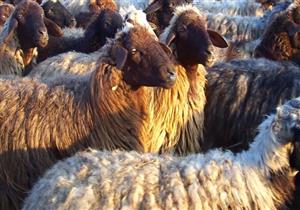 مشاجرة بسبب رعي الأغنام.. مقتل شاب وإصابة شقيقه في الدقهلية