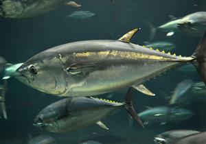 العالم يحيي غدا اليوم العالمي لسمك التونة