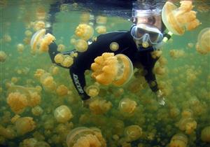 "كيف تتم إزالة لسعات قنديل البحر؟".. هاني الناظر ينصح المصطافين