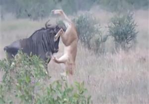 ثور يهزم أسدين في اشتباك ملحمي (فيديو)