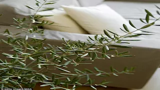 5 نباتات منزلية قد تنقي الهواء من المواد المسرطنة.. أبرزها الصبار