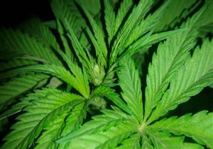 زيت نبات الحشيش يخفف من نوبات الصرع 