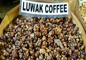 واحد من أجود أنواع البن في العالم.. يصنع من فضلات هذا الحيوان