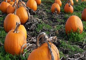 9 مايو.. "الزراعة" تطلق محصول اليقطين لمواجهة تغيرات المناخ