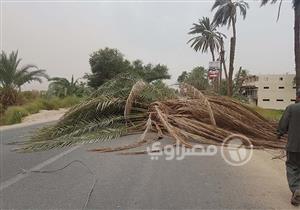  وفاة مسن سقطت عليه نخلة بسبب العاصفة في قنا 