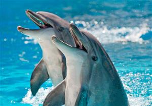 دراسة تقيس شعور الدلافين بالسعادة
